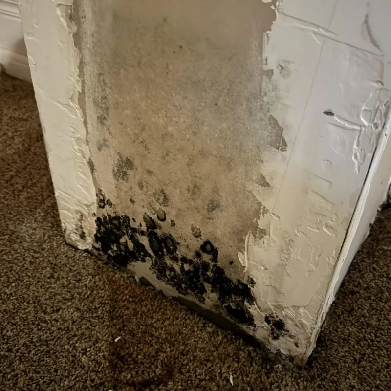 Professional Mold Removal in Center, TX